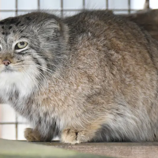 イフラヴァ動物園のシピエの子（2020年生まれ）の写真