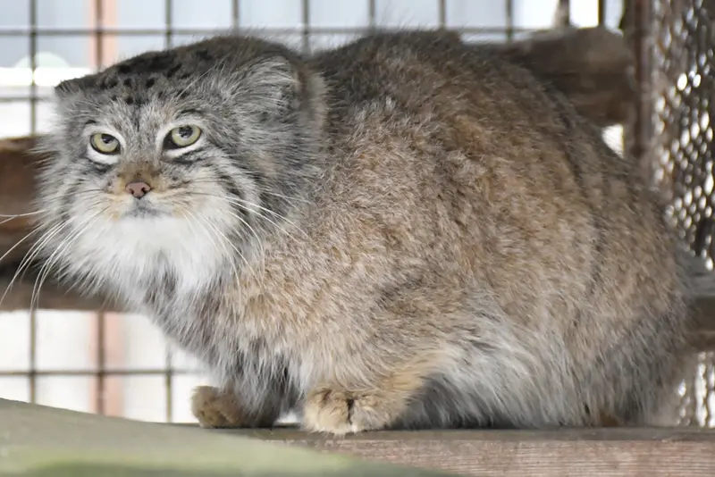 イフラヴァ動物園のシピエの子（2020年生まれ）の写真