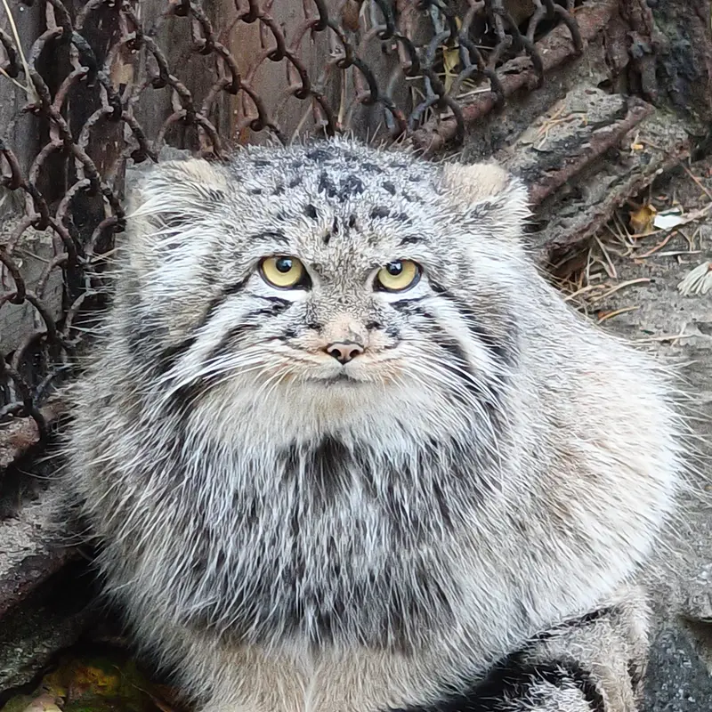 ノヴォシビルスク動物園のイヴの子（2026年生まれ）Ⅲの写真