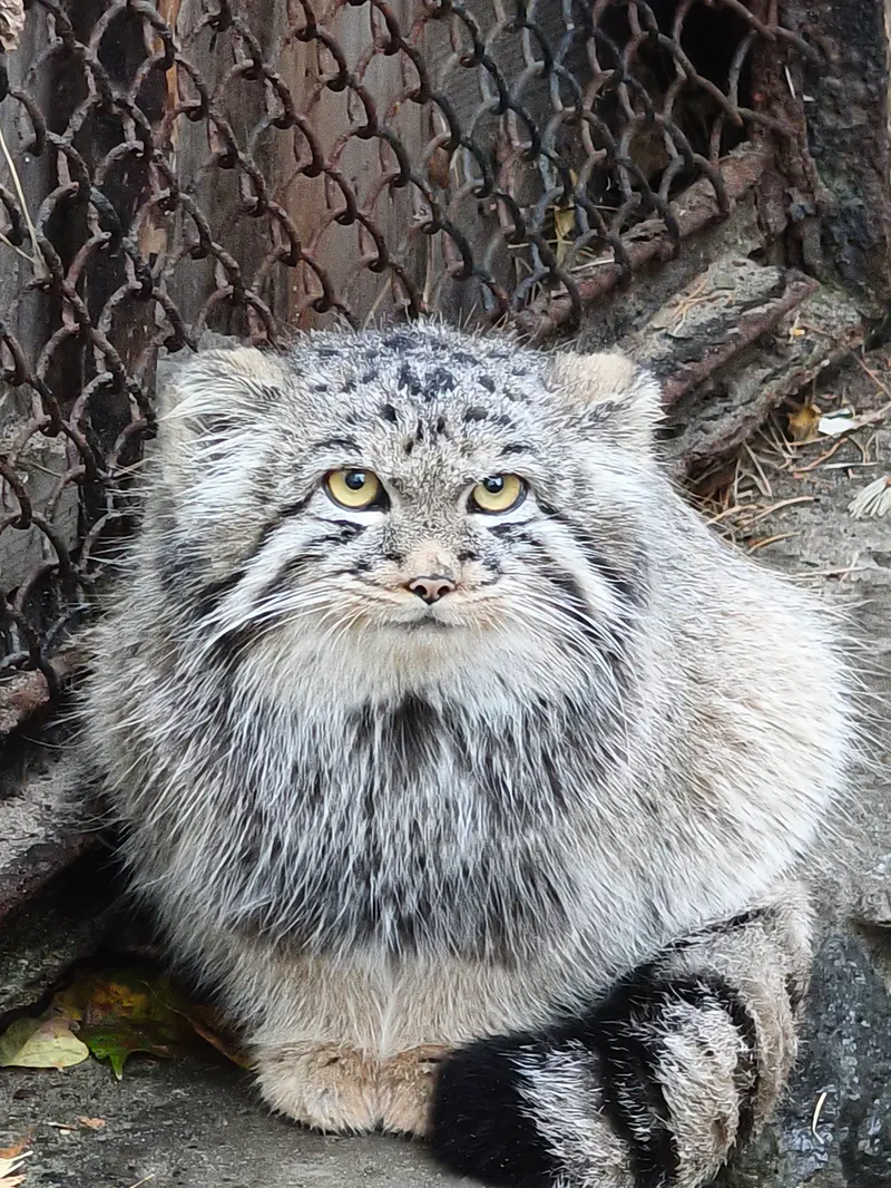 ノヴォシビルスク動物園のイヴの子（2026年生まれ）Ⅲの写真