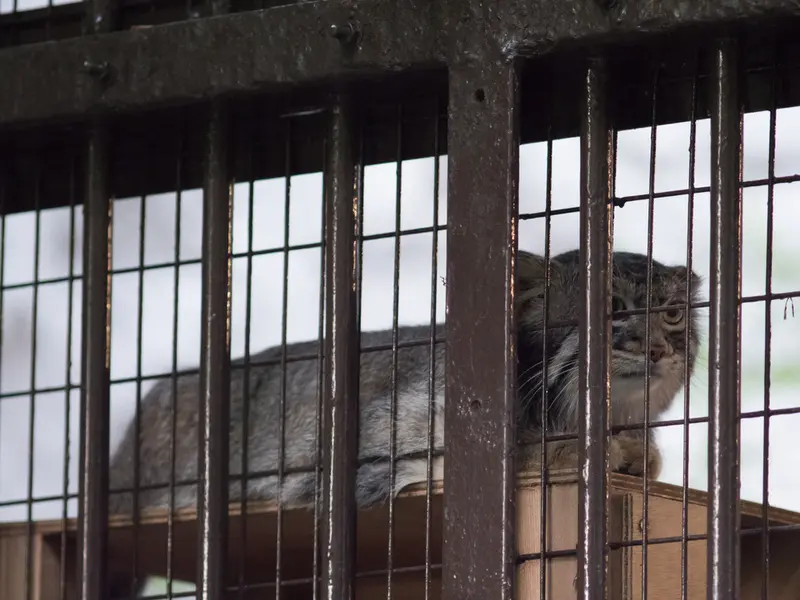 野毛山動物園のフィーガの写真