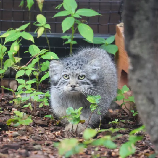 グダニスク動物園のアルタイの写真