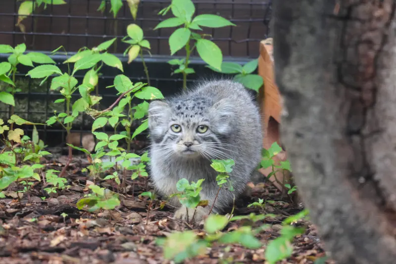 グダニスク動物園のアルタイの写真