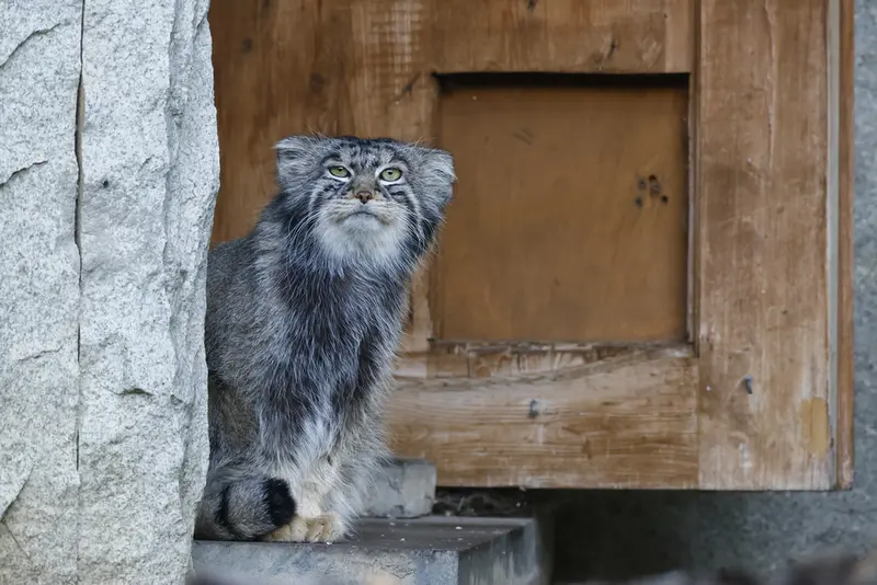 モスクワ動物園のティモフェイの写真