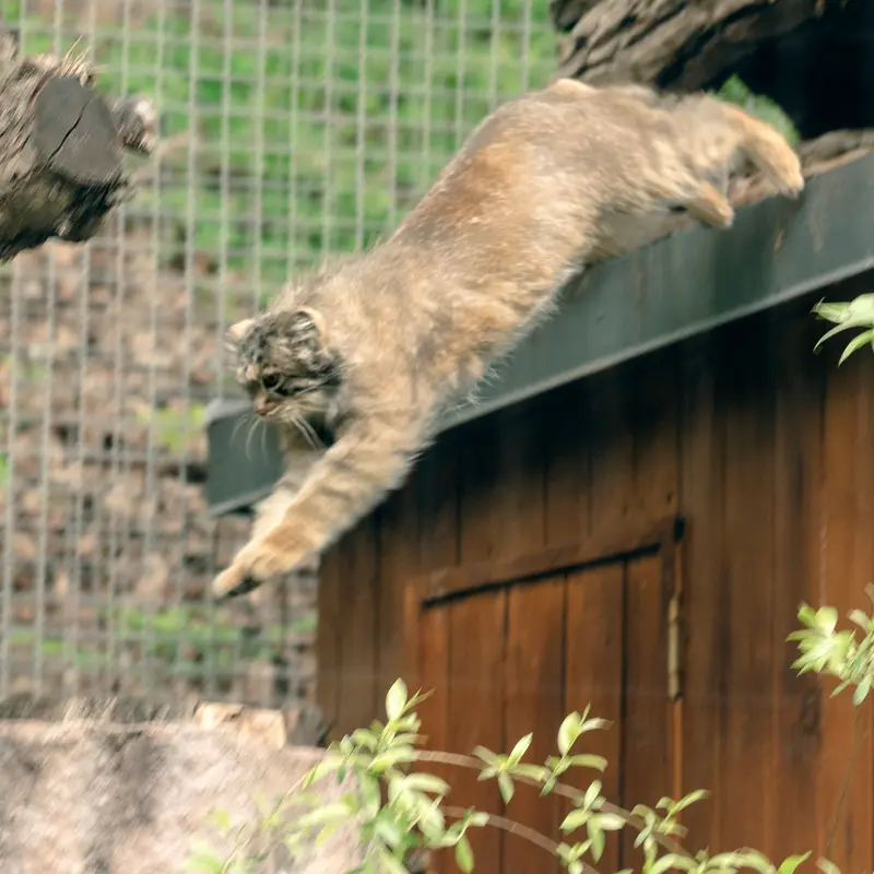 リトアニア動物園のメリッサの写真