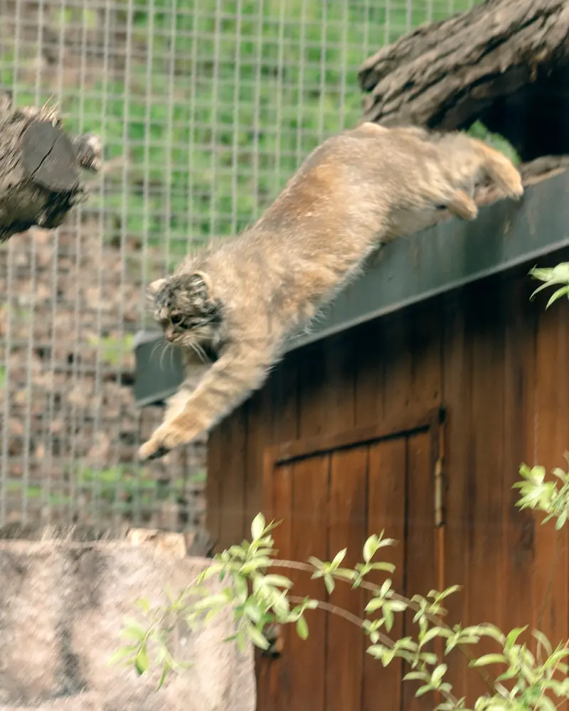 リトアニア動物園のメリッサの写真