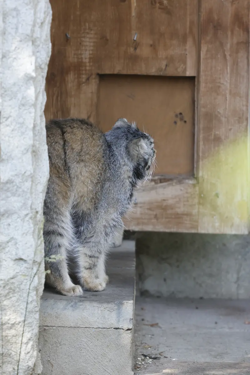 モスクワ動物園のティモフェイの写真
