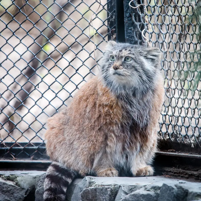 ノヴォシビルスク動物園のラストチカの写真