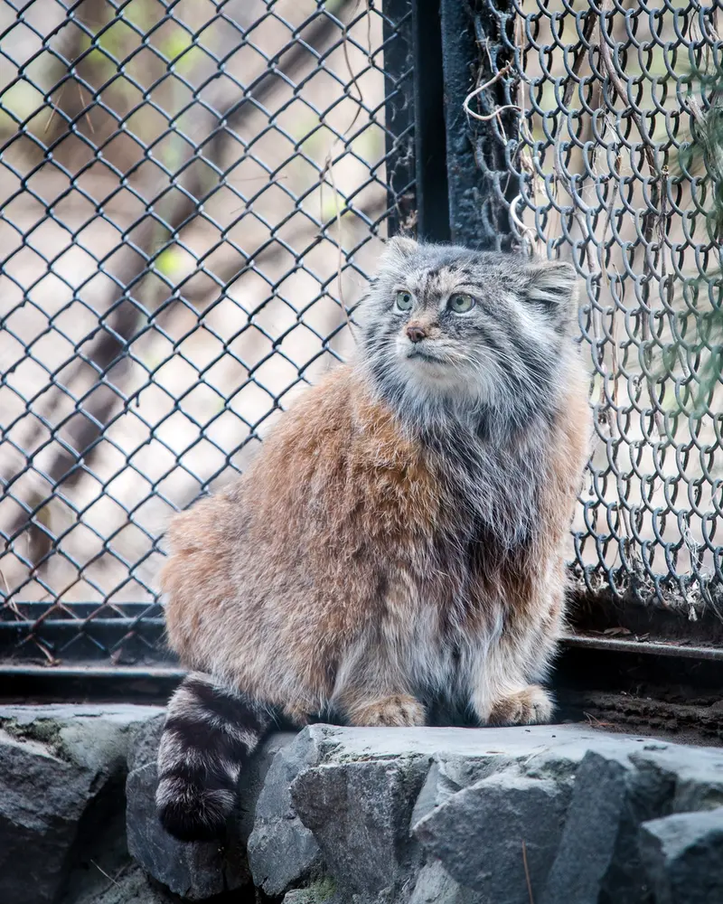 ノヴォシビルスク動物園のラストチカの写真
