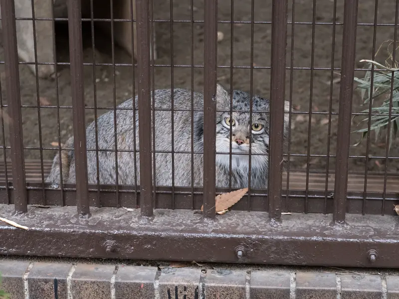 野毛山動物園のフィーガの写真