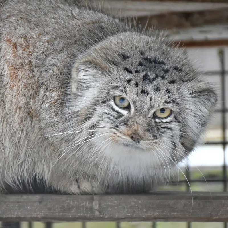 イフラヴァ動物園のマイリーの子（2016年生まれ）の写真