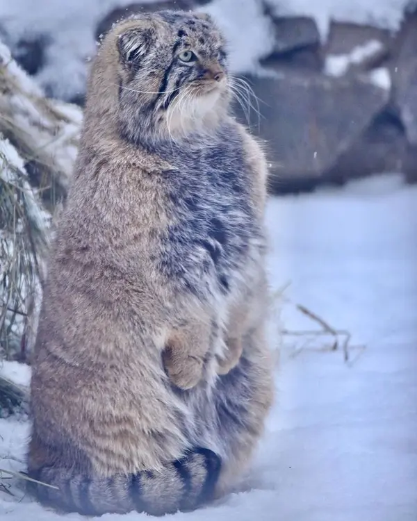 ノヴォシビルスク動物園のジョージの写真