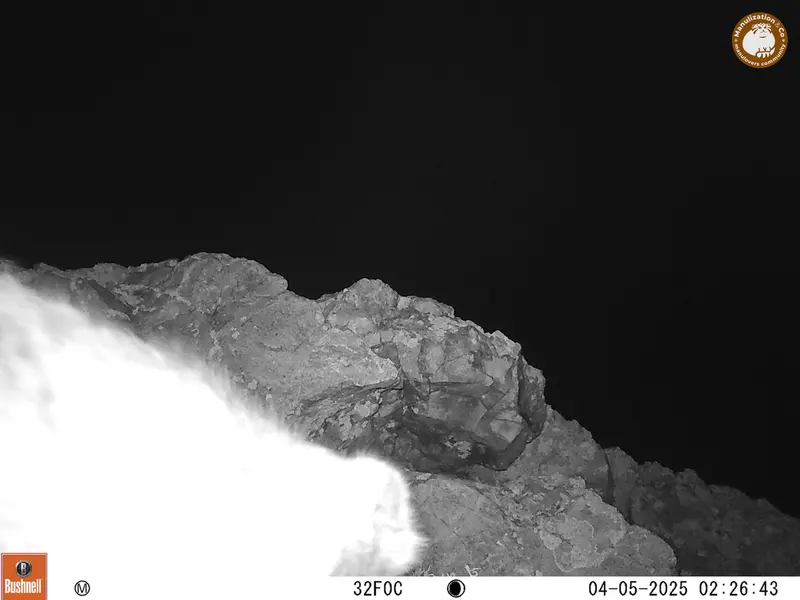 ベッショキー1カメラトラップで撮影したOtocolobus manul manulの写真