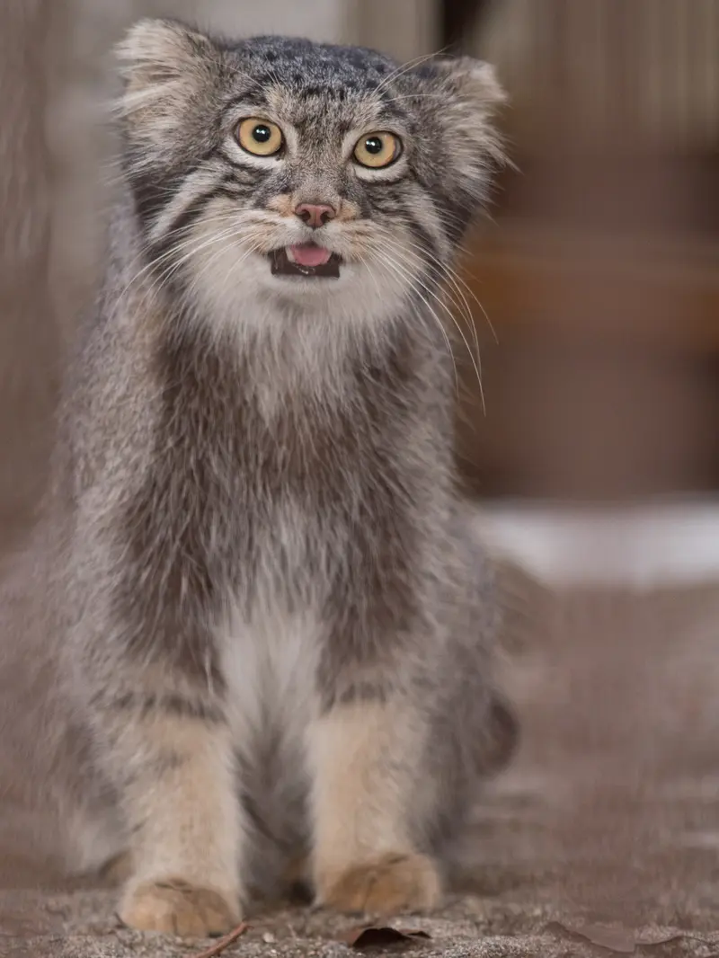 野毛山動物園のフィーガの写真