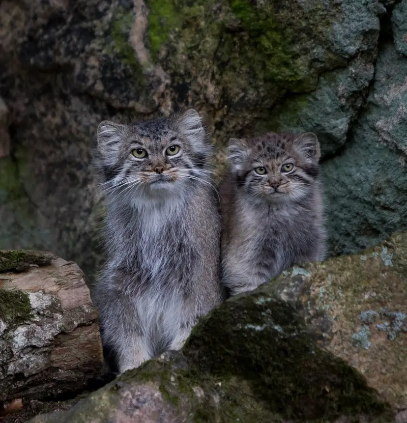 ノルデンス・アークのミハとカルプソの写真