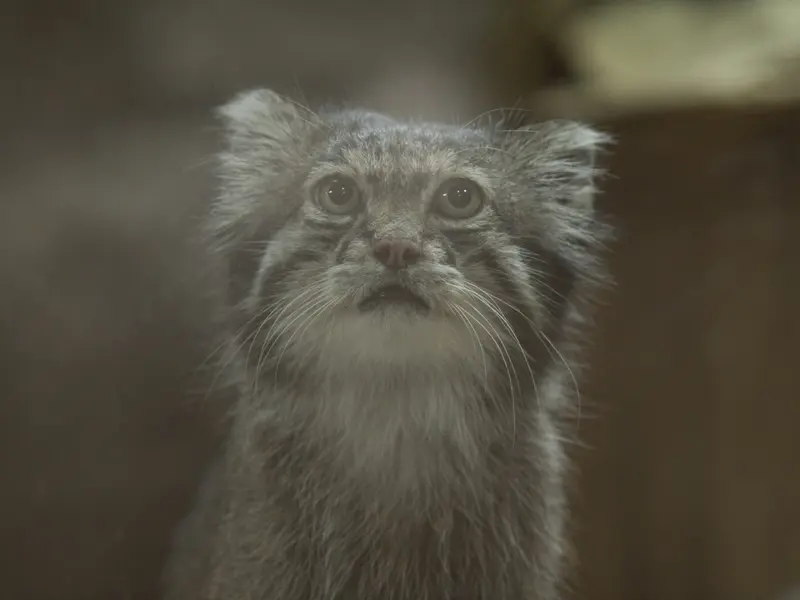 恩賜上野動物園のクリョンの写真