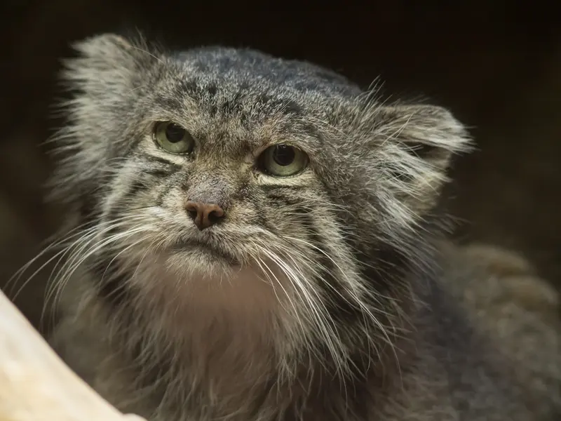 恩賜上野動物園のクリョンの写真