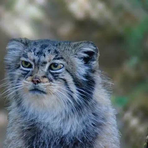 シャイアン・マウンテン動物園のナディアの写真