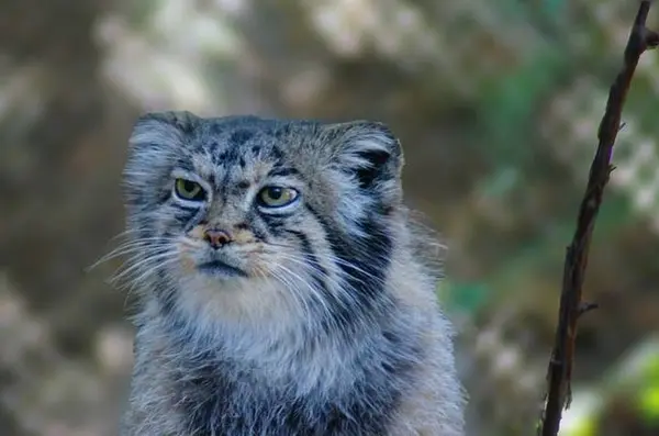 シャイアン・マウンテン動物園のナディアの写真