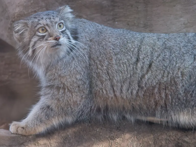 埼玉県こども動物自然公園のオトの写真