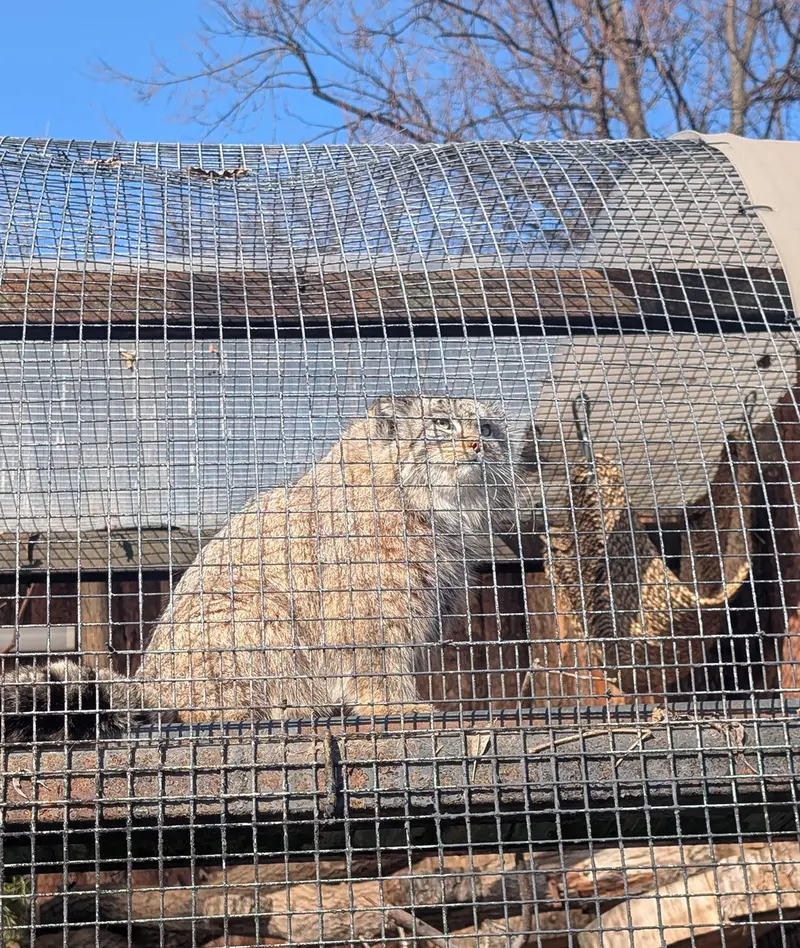 レニングラード動物園のペペの写真