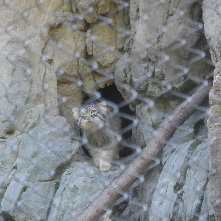 ウッドランド・パーク動物園のグースの写真