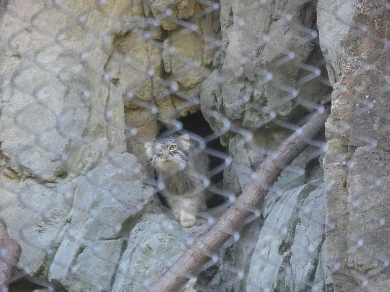 ウッドランド・パーク動物園のグースの写真
