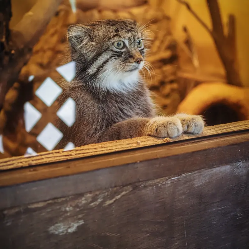 埼玉県こども動物自然公園のロータスの写真