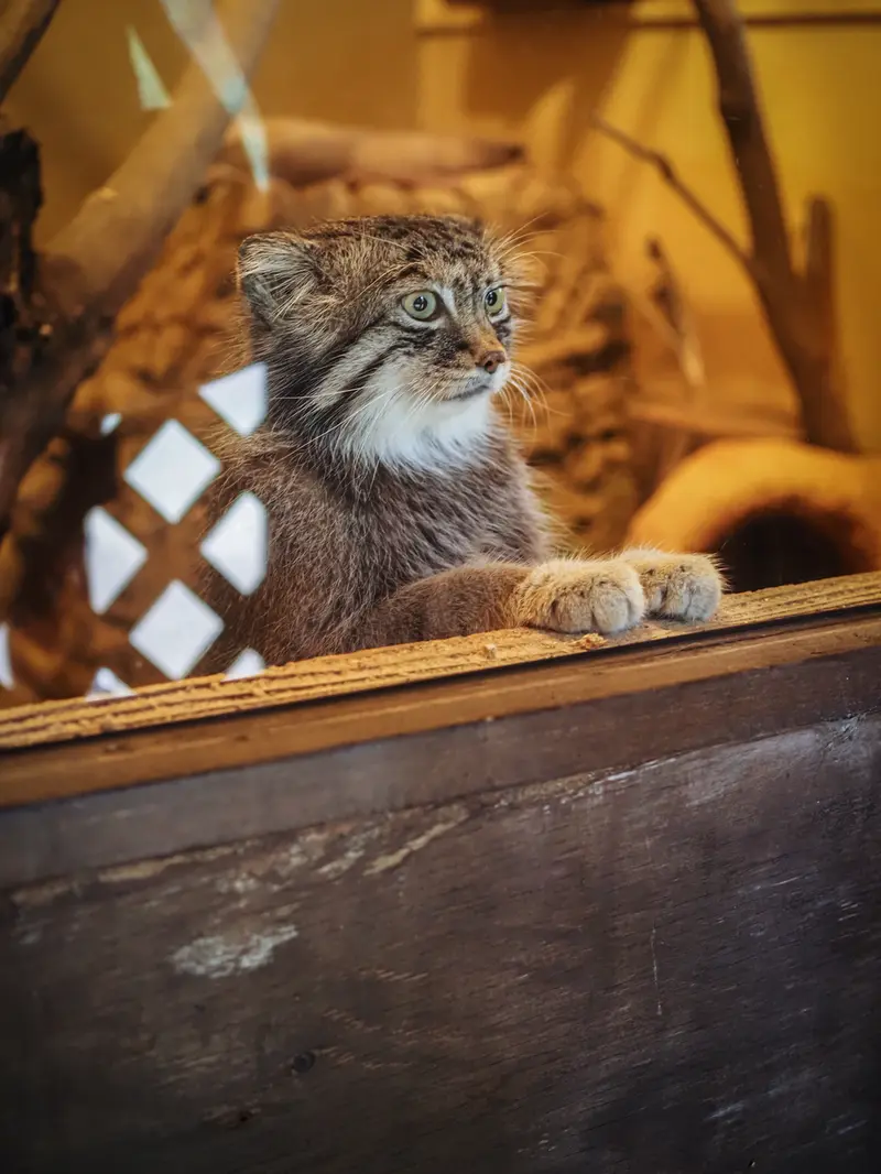 埼玉県こども動物自然公園のロータスの写真