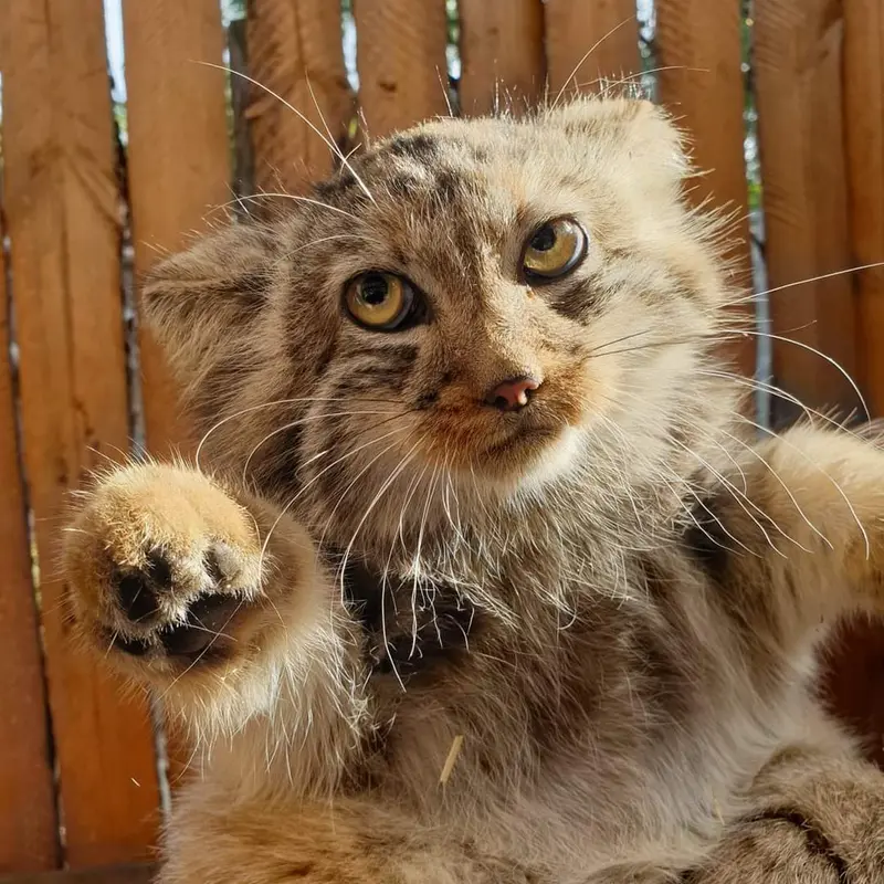 ヴロツワフ動物園のアラニの写真