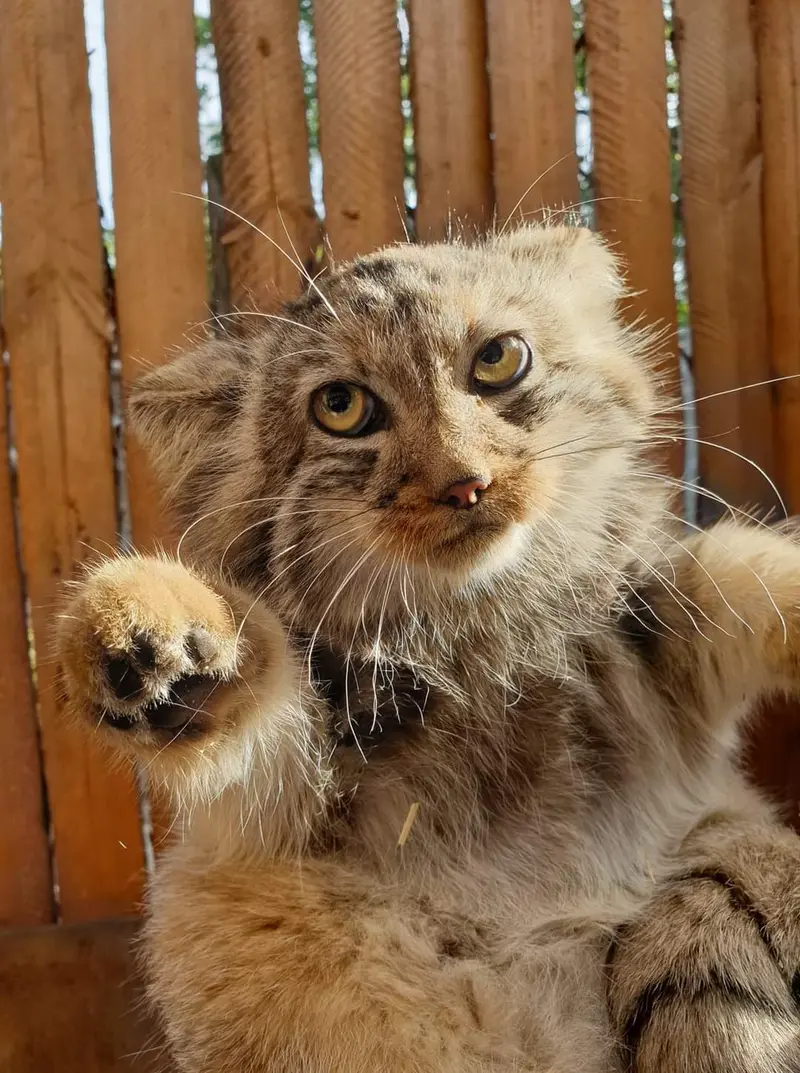 ヴロツワフ動物園のアラニの写真