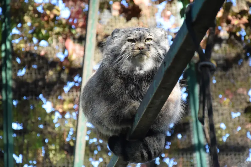 ブダペスト動物園・植物園のボフスの写真