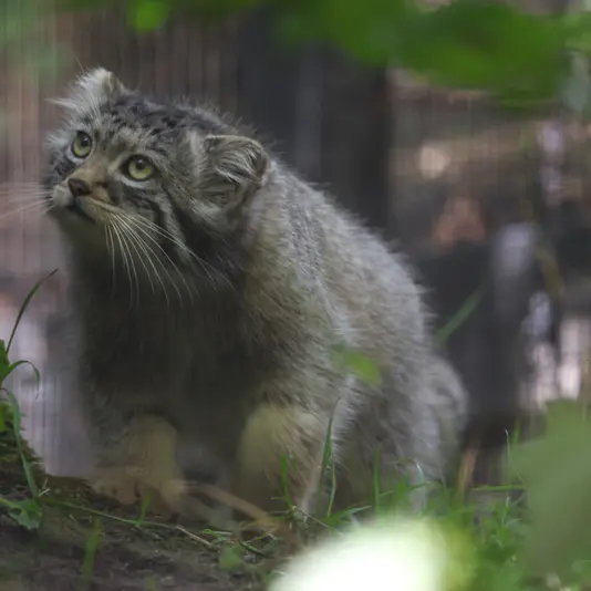 グダニスク動物園のアルタイの写真