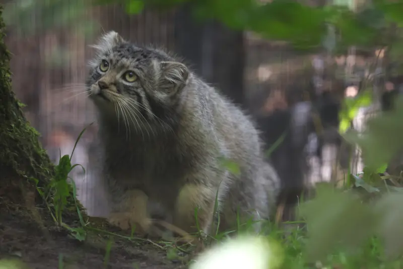 グダニスク動物園のアルタイの写真