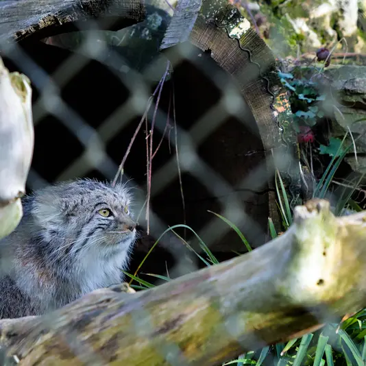 ヘラブルン動物園のスタブシの写真