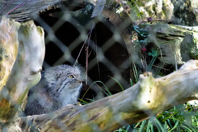 ヘラブルン動物園のスタブシの写真