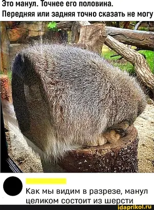 マヌルネコの写真