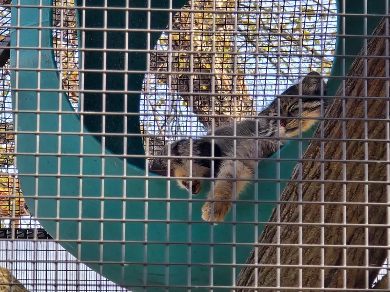 ニアビ動物園のエベレストの写真
