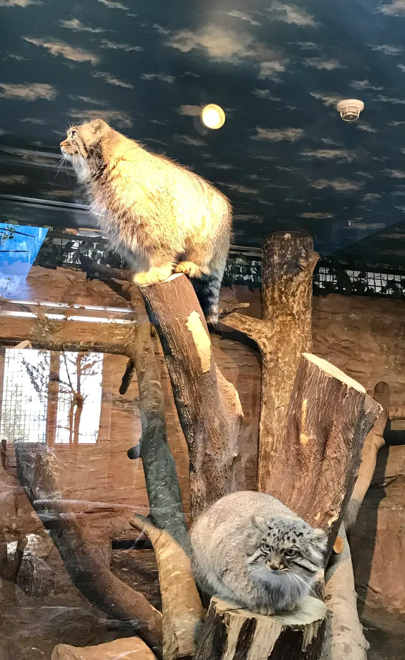 那須どうぶつ王国のポリーとボルの写真