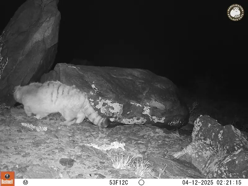 コシュカルカメラトラップで撮影したOtocolobus manul manulの写真