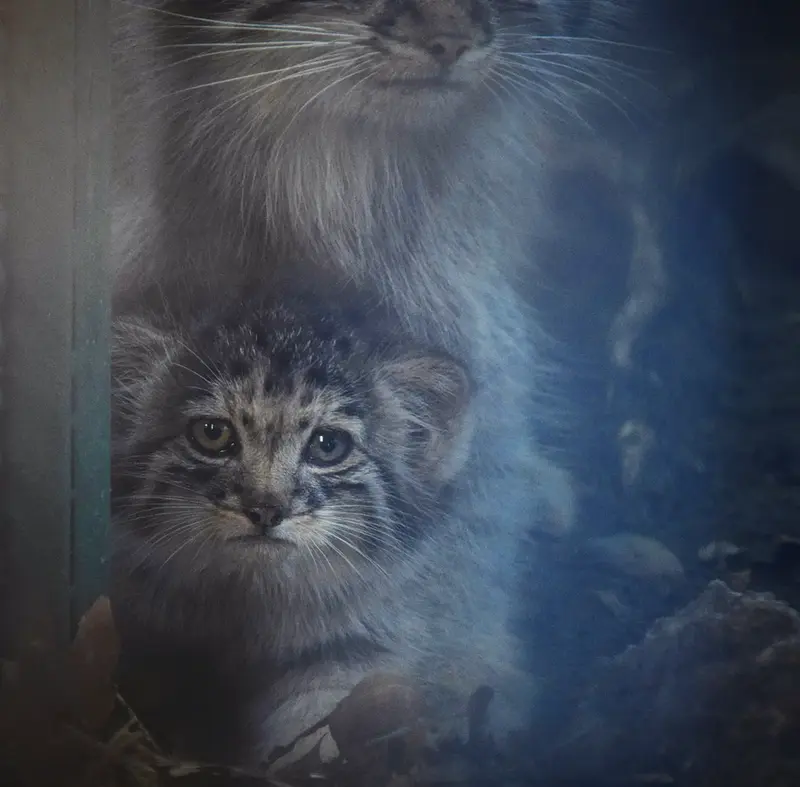 ブダペスト動物園・植物園のボリス Ⅱの写真