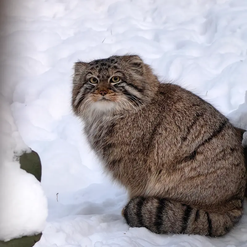 ノヴォシビルスク動物園のブルースの写真