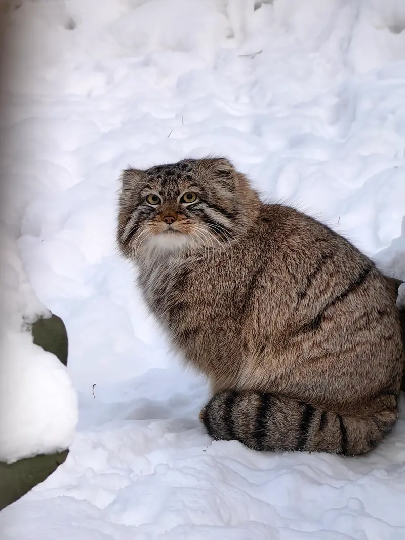 ノヴォシビルスク動物園のブルースの写真