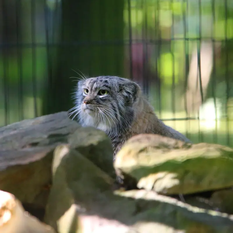 クラクフ動物園のツァスの写真