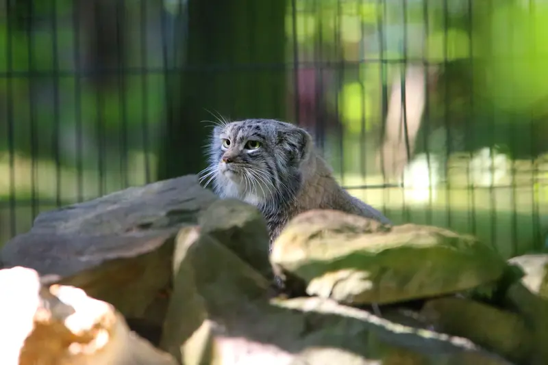クラクフ動物園のツァスの写真
