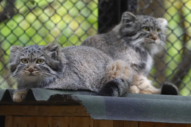 ノヴォシビルスク動物園のマヌルネコの写真
