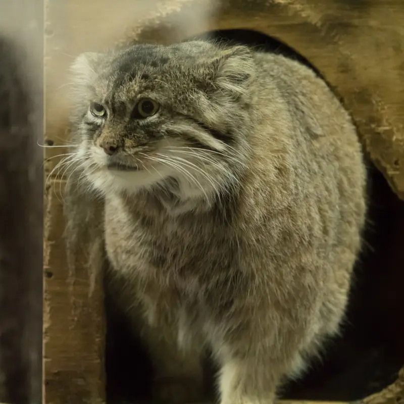 恩賜上野動物園のプリームラの写真