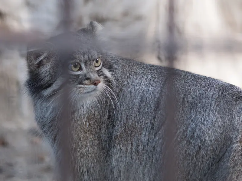 野毛山動物園のフィーガの写真