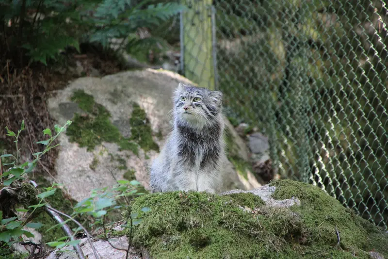 ノルデンス・アークのカッティ・マッティの写真
