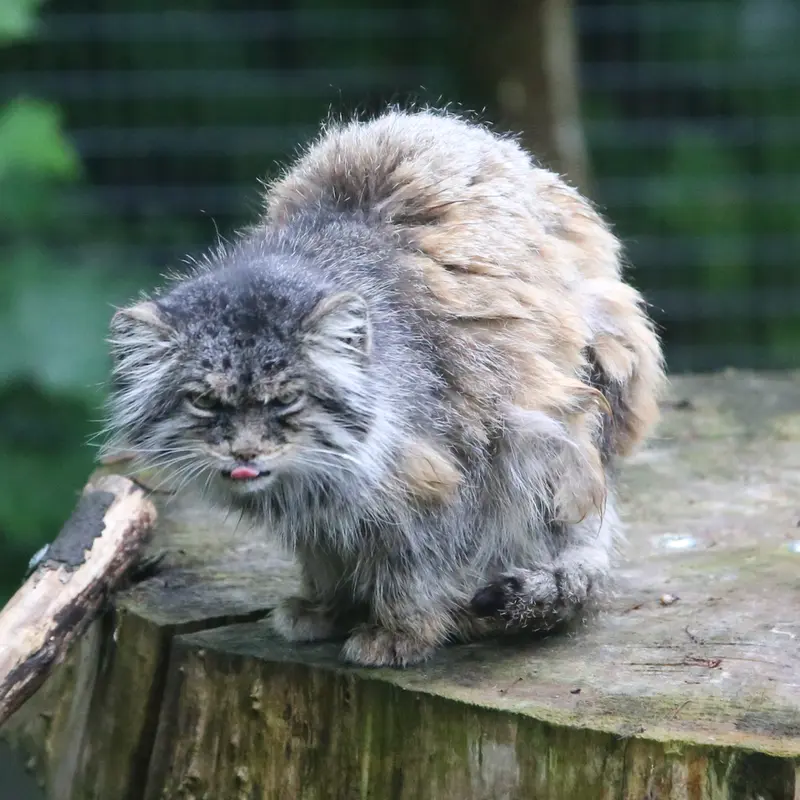 ウッチ動物園のパッツォの写真